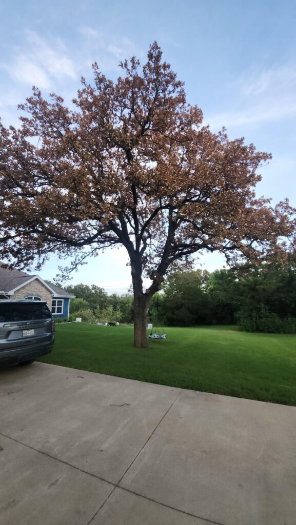 Can this oak be saved?