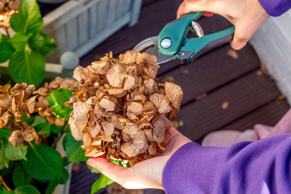 Hands pruning dried hydrangea flowers.