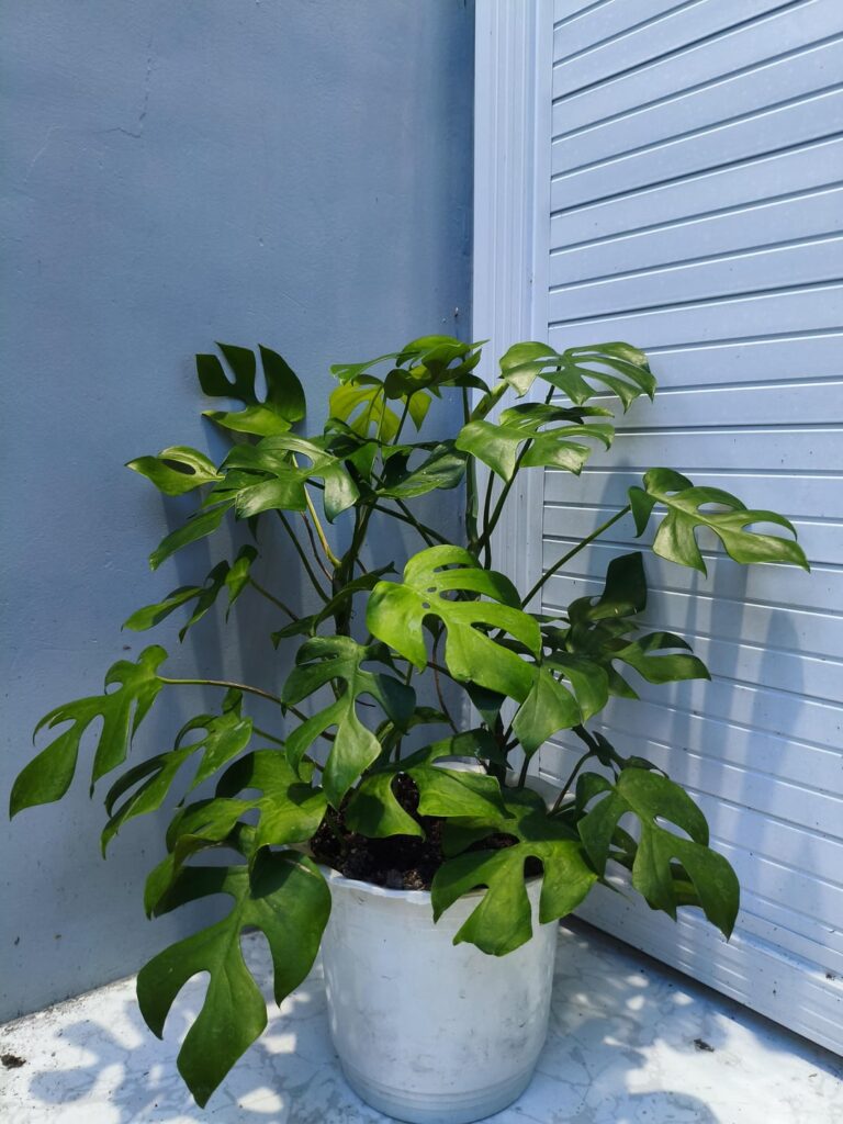 Mini Monstera/Rhapidophora Tetrasperma🫶🏻