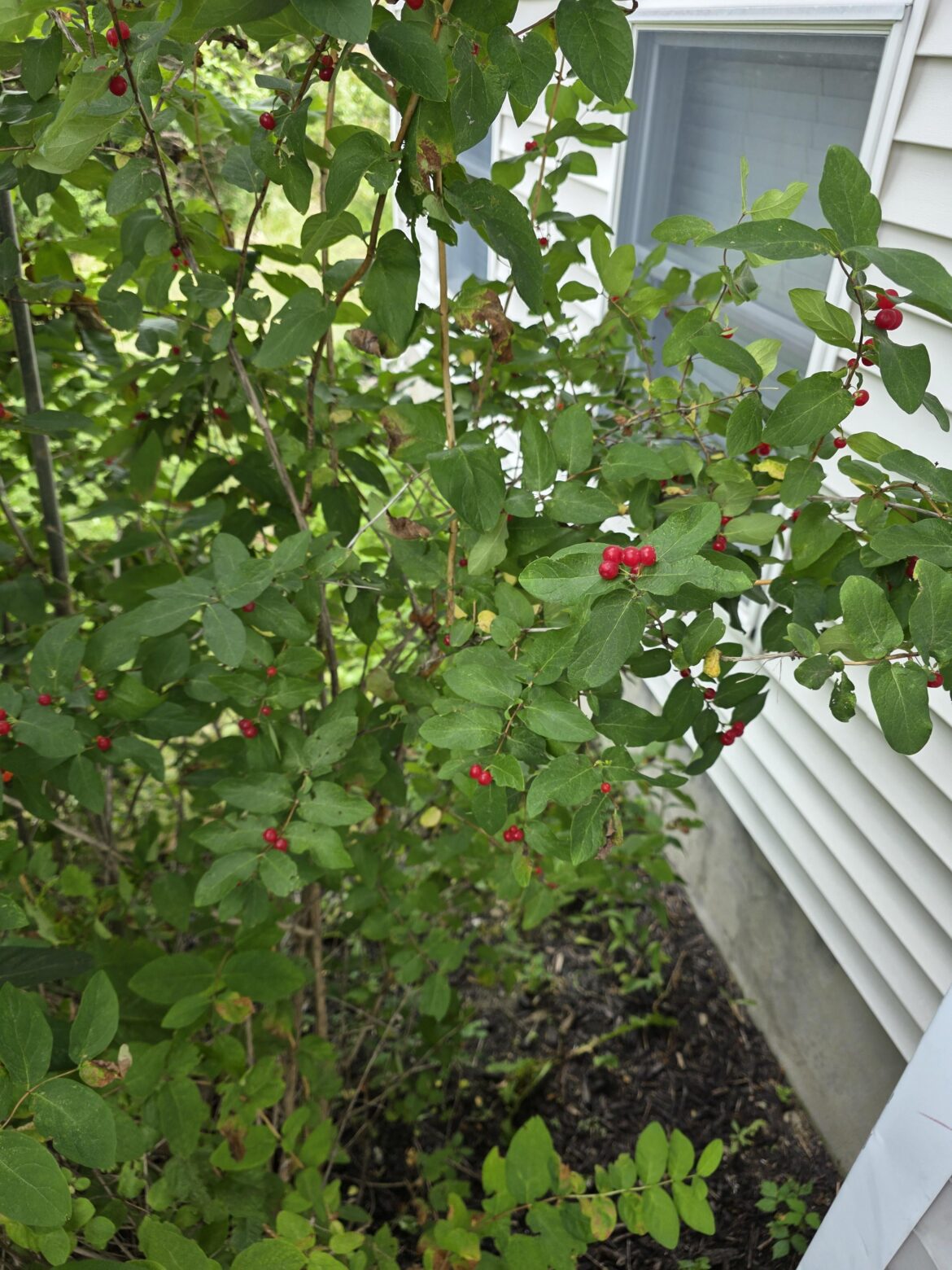 Anyone know what this is? Its growing very fast in front of my house. Anyone know what this is? Its growing very fast in front of my house.