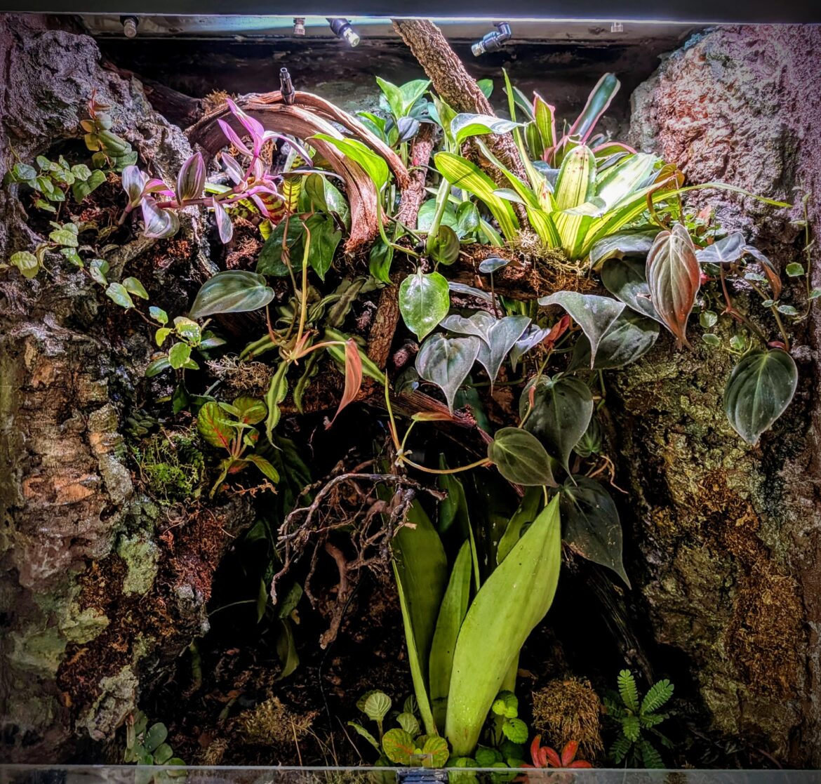Crested gecko vivarium