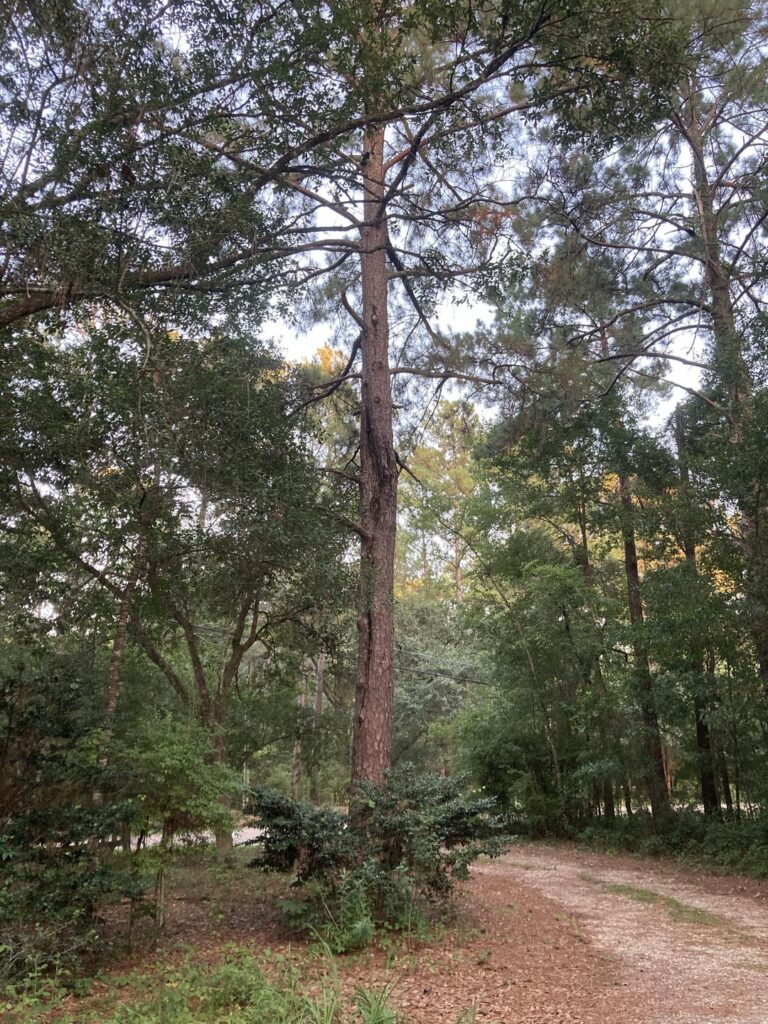 Should I keep this tree or get it gone?
