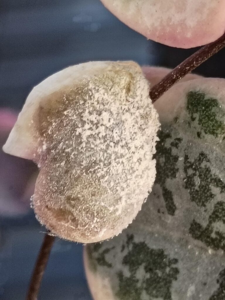 Can anyone tell me what this is??