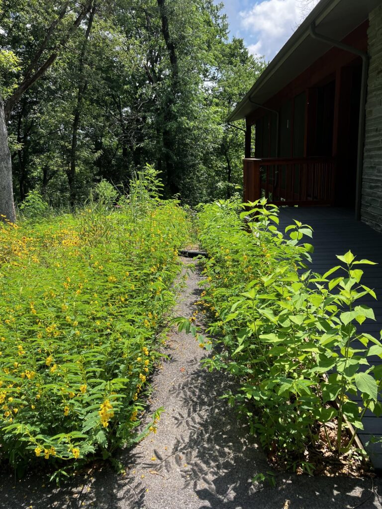 Three years post construction… The plan: to never mow again.