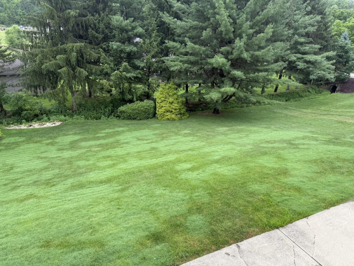 Zone 6b - why do I have two different colors of grass?