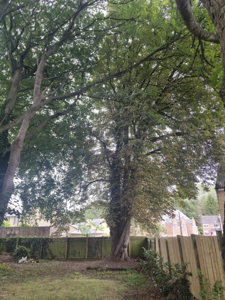 Does this need to be felled?