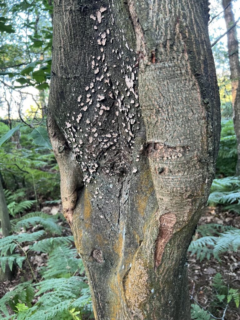 What is going on with these red oak?