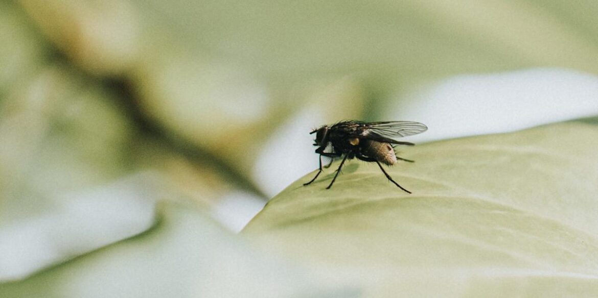Tired of flies? This 1p garden hack actually works
