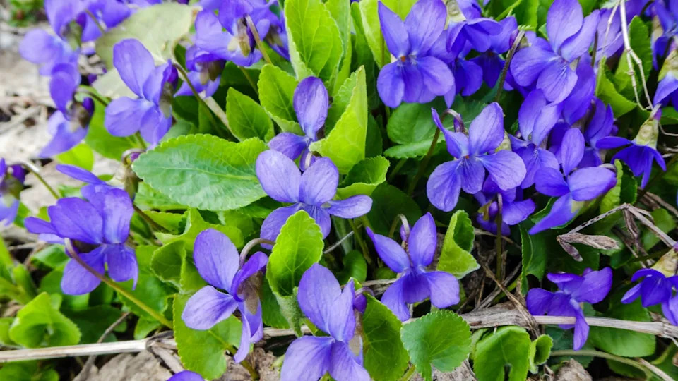 Viola odorata. Scent-scented. Violet flower forest blooming in spring. The first spring flower, purple. Wild violets in nature.