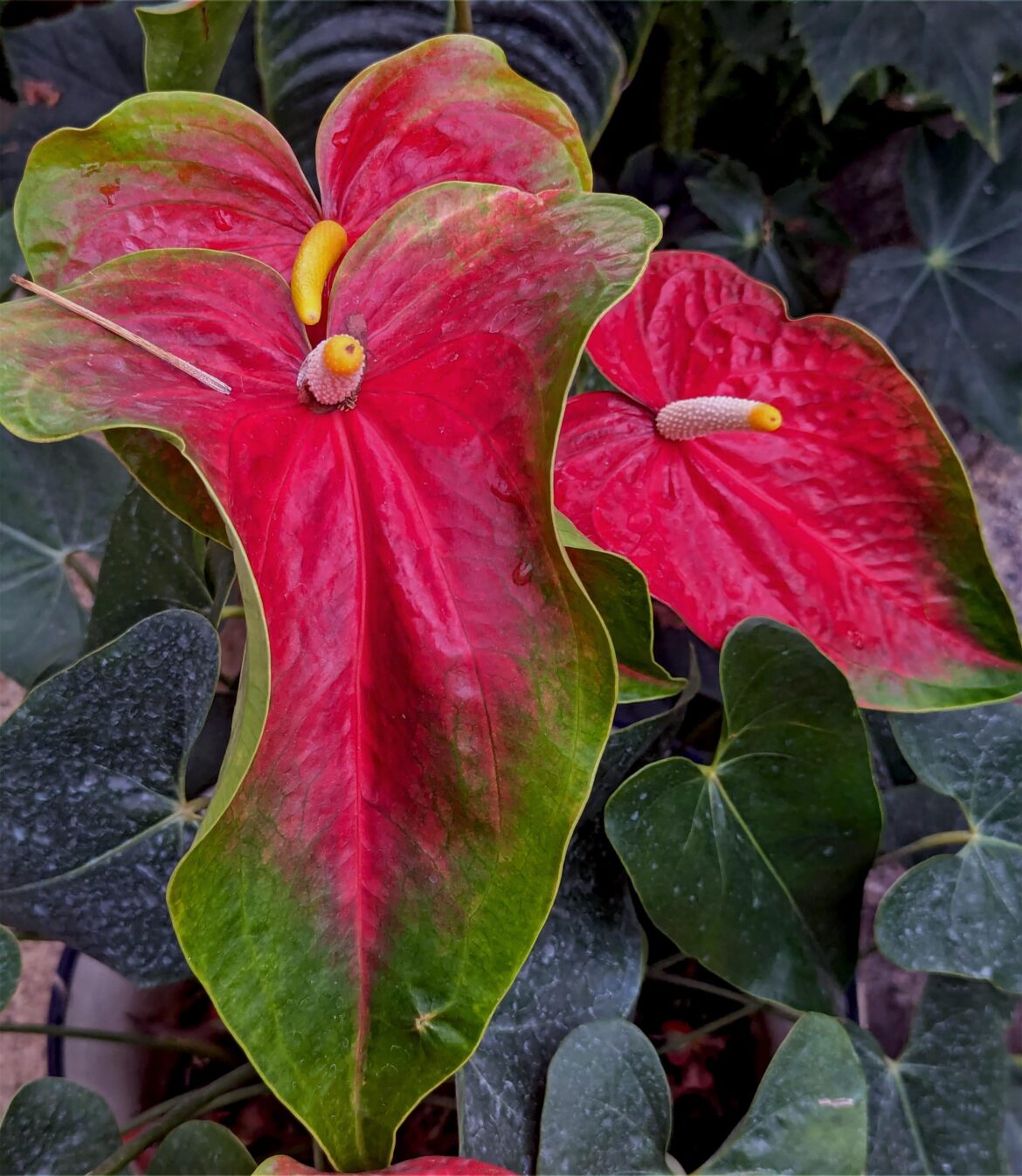 ❤️💚Red and green Anthurium andraeanum💚❤️[OC]