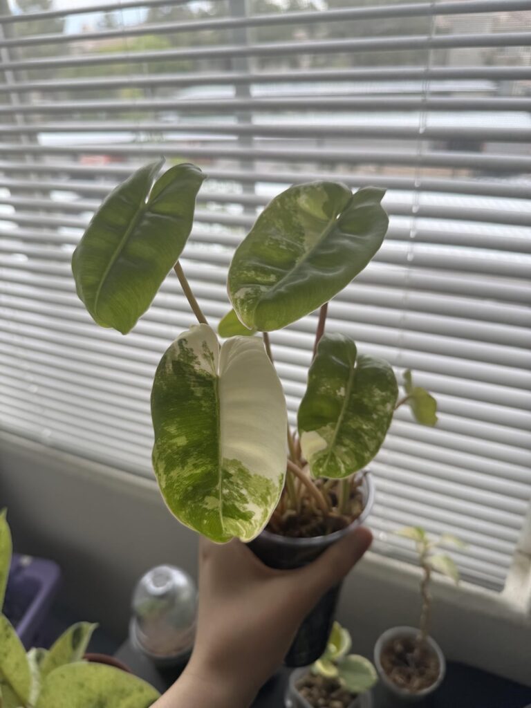 How to fix my extremely neglected burle Marx? How to fix my extremely neglected burle Marx?
