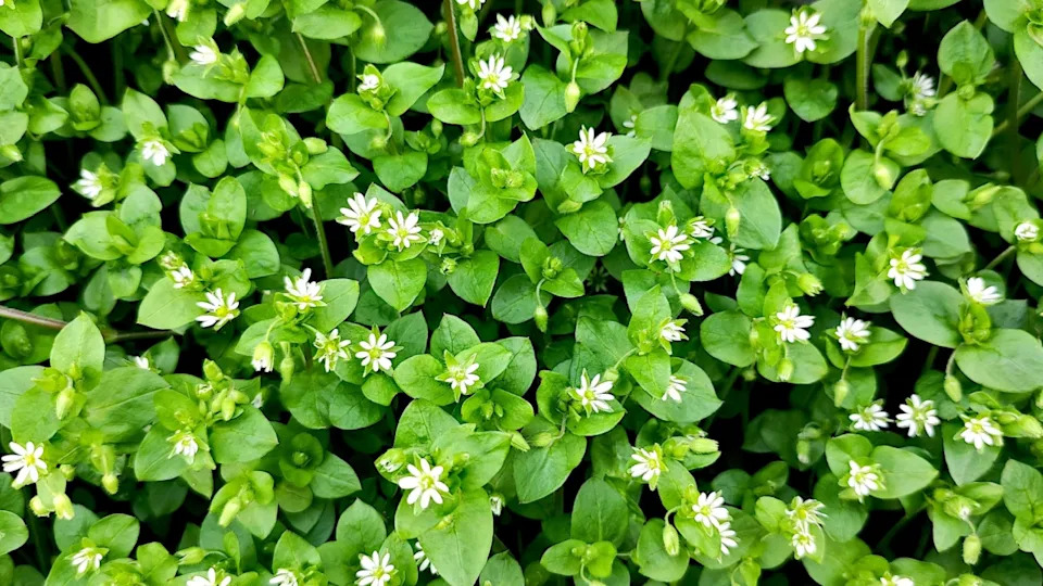 Stellaria media (chickweed), low wild weed, with small flowers and leaves, green plant background