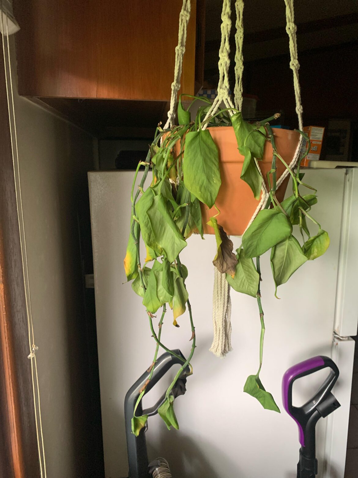 what’s going on with my pothos?