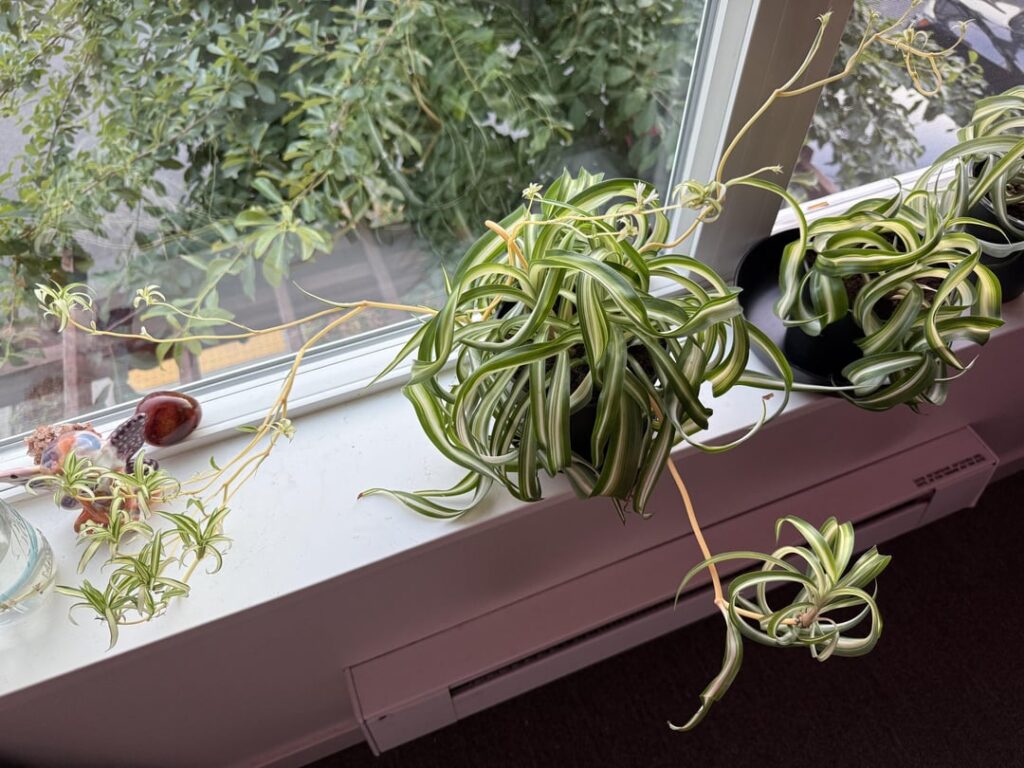 spider plant has lost it’s mind spider plant has lost it’s mind