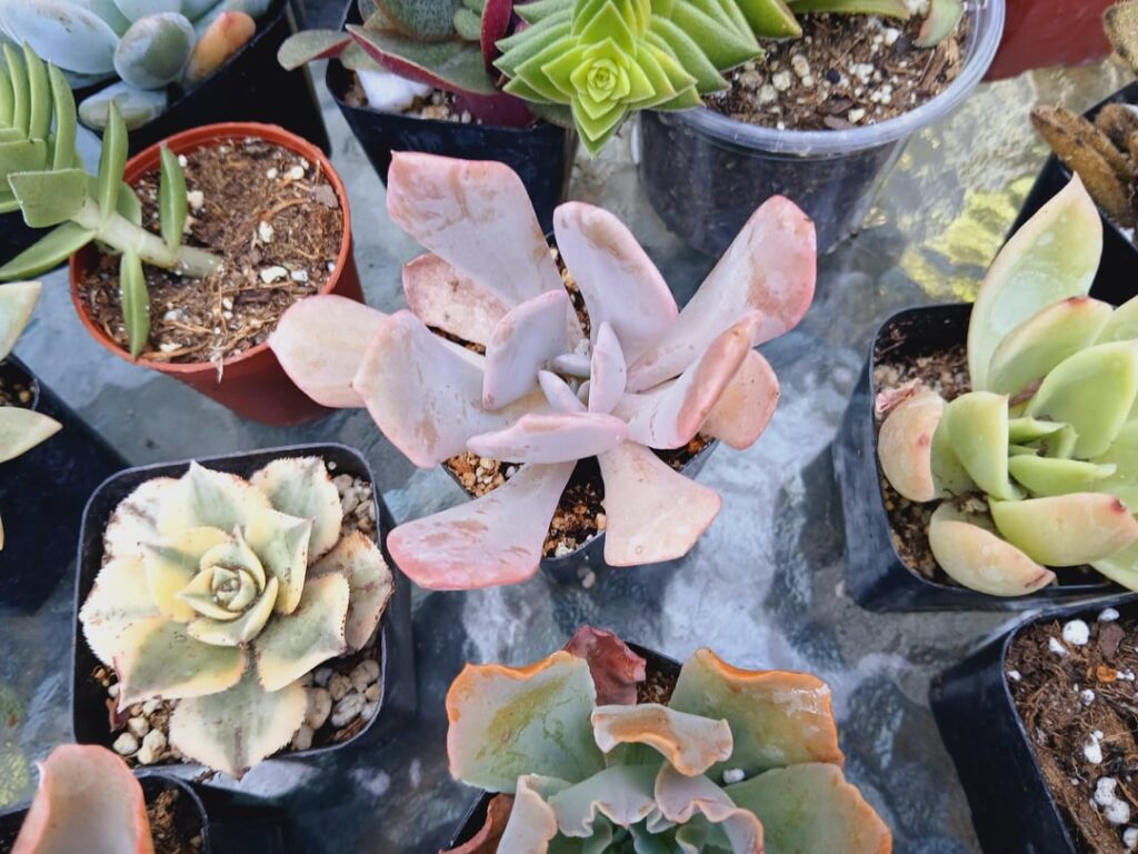 E. Costa Brava ?