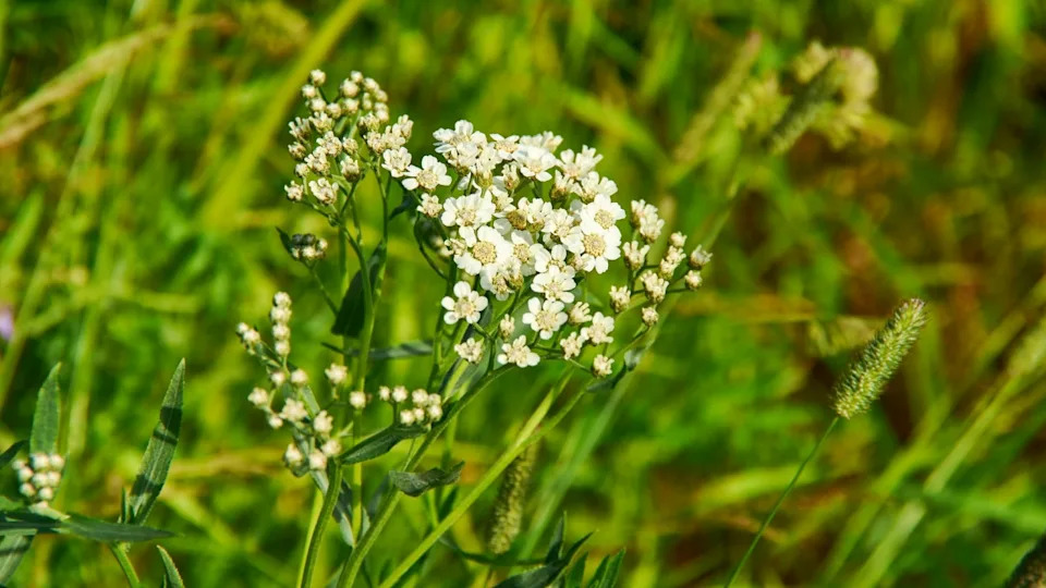 Capsella bursa-pastoris, shepherd's purse because of its triangular flat fruits, which are purse-like, is a small annual and ruderal flowering plant