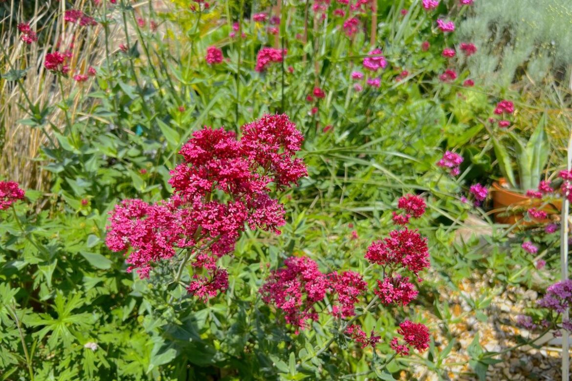 From blue hydrangeas to rose chafers The Argus