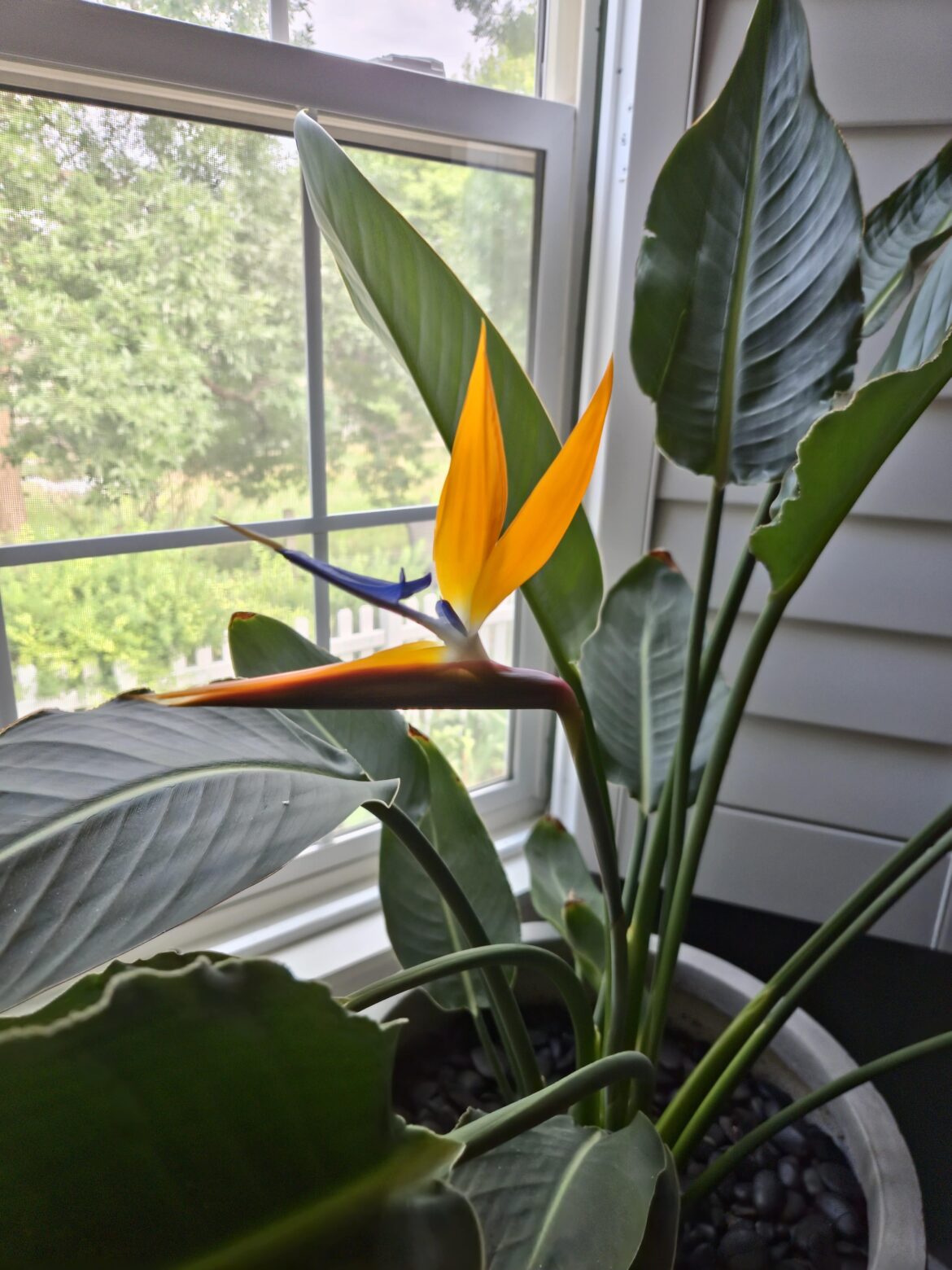 Bird of paradise blossomed Bird of paradise blossomed