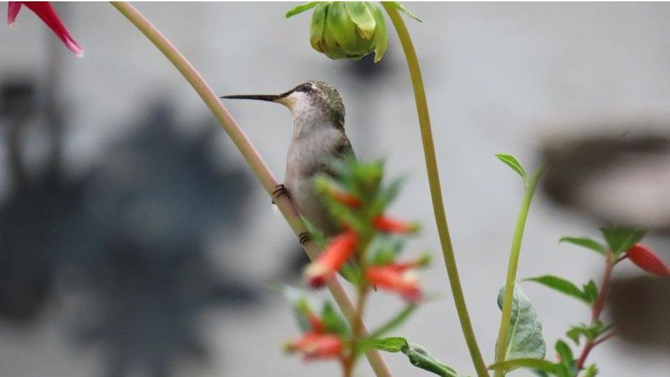  Hummingbirds need bare branches to rest on. Photo, Maura Hamill