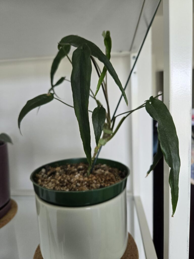 Would also love ID Help with this syngonium!