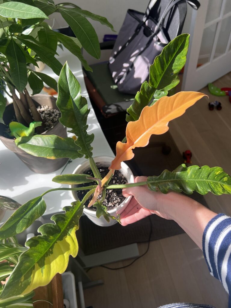 In love with my ring of fire’s new leaf!🤩