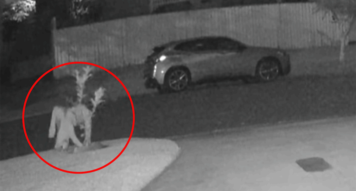 Illegal garden act caught on Aussie mum's home camera highlights strange new trend