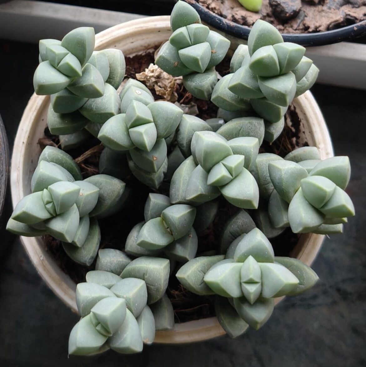 What’s the right watering schedule for this cutie?