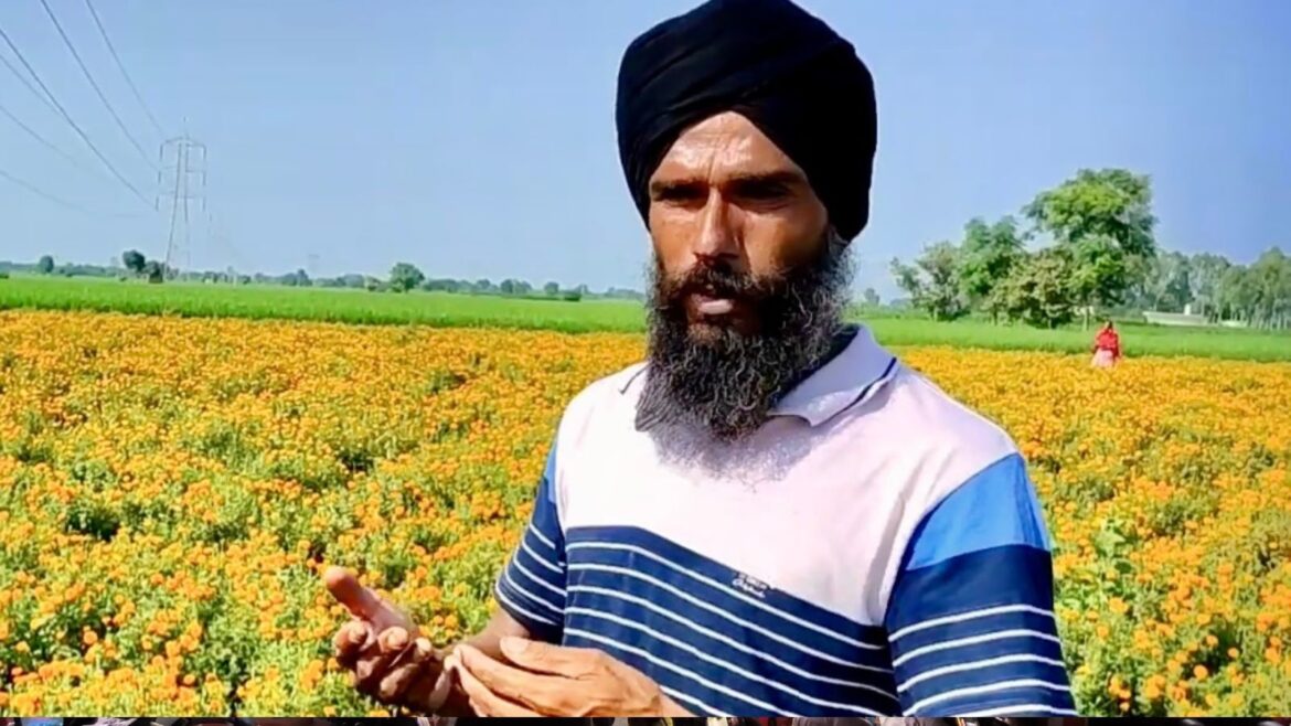 Farmer Sukhdeep Singh in his fields of flowers Korean
