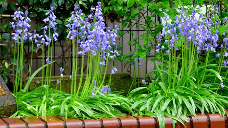 Spanish bluebells in full bloom