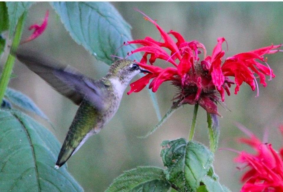  Hummingbird bee balm. Photo, Deborah Maier
