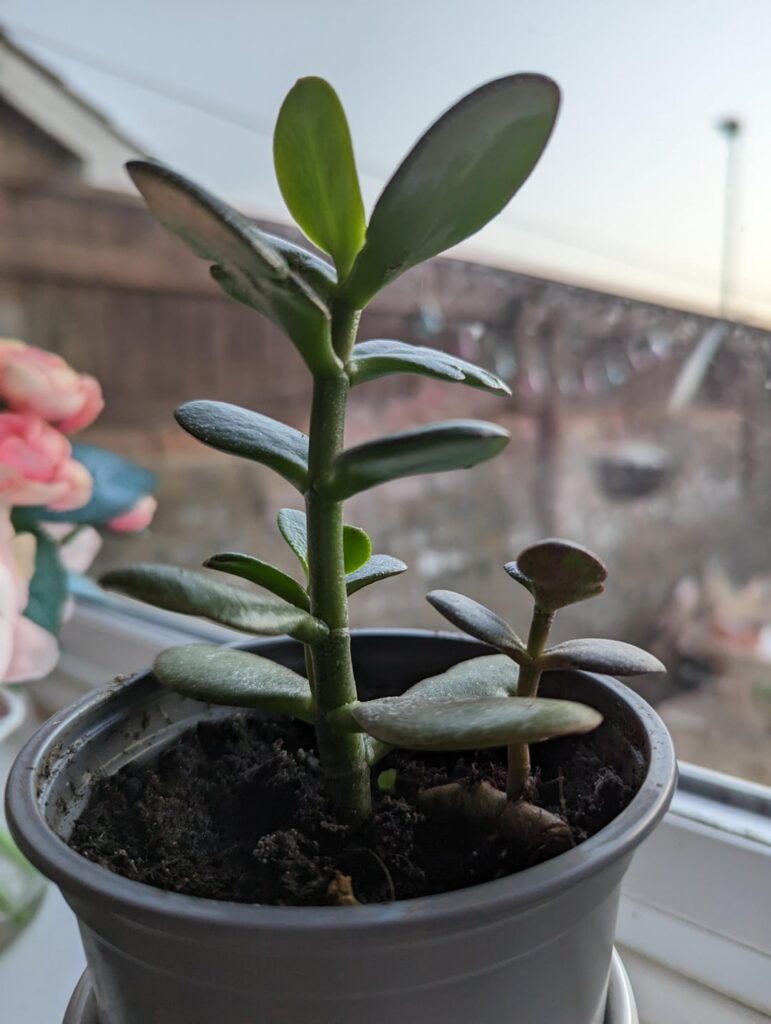 3 Years of Jade Growth