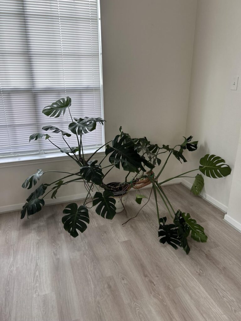 I, a non-plant person, was gifted this Monstera. How do I help it? I, a non-plant person, was gifted this Monstera. How do I help it?