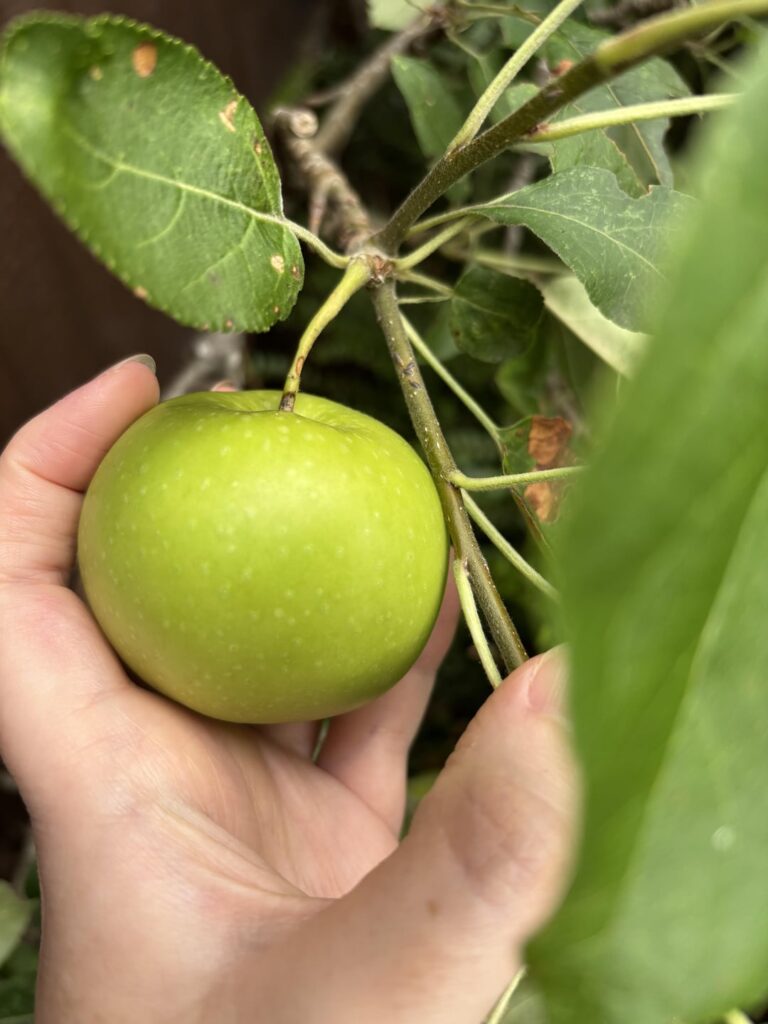 My new house has a small apple tree, is this edible?