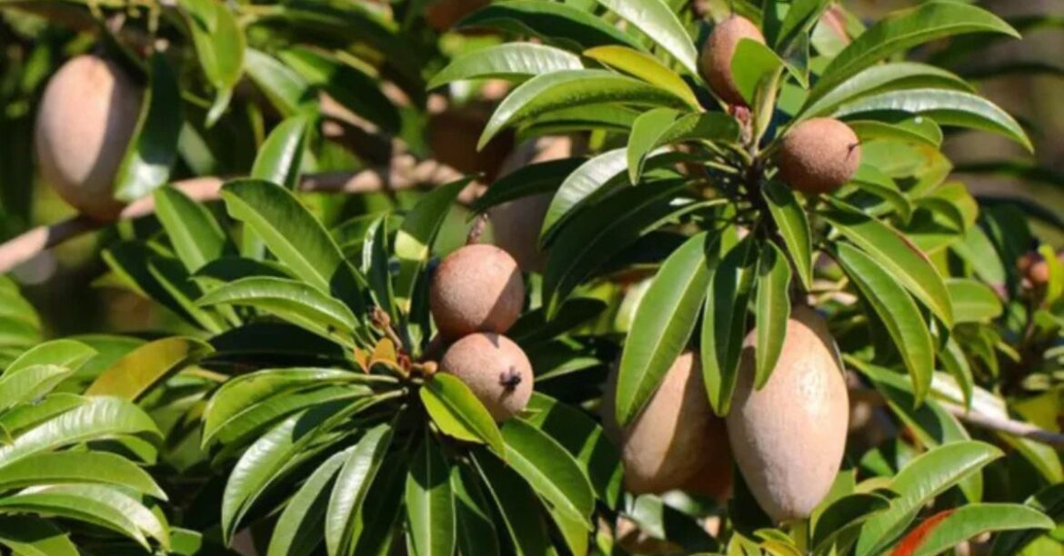 How to Grow Chikoos at Home During Monsoon: A Step-by-Step Gardening Guide