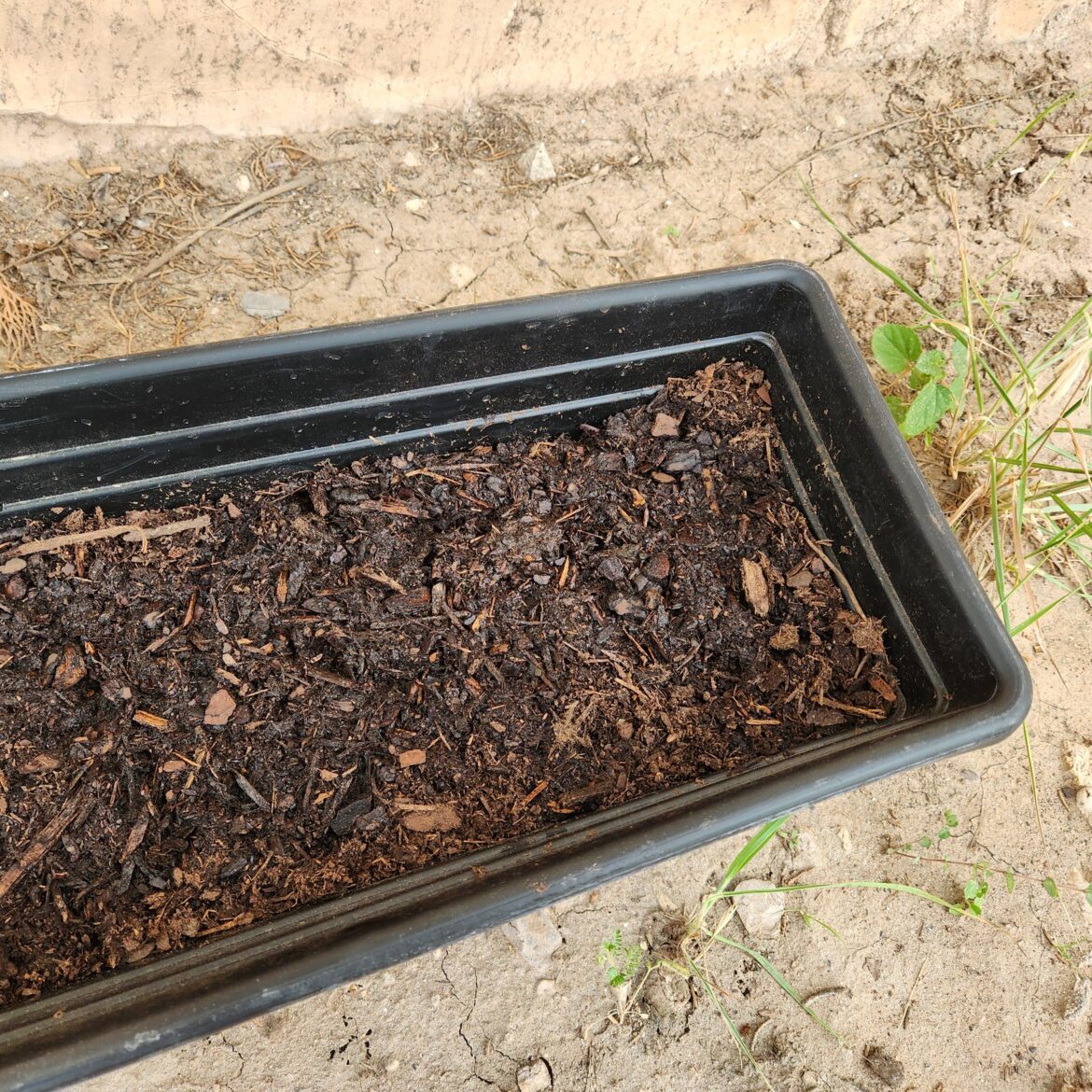 Gardening/Planting Advice?