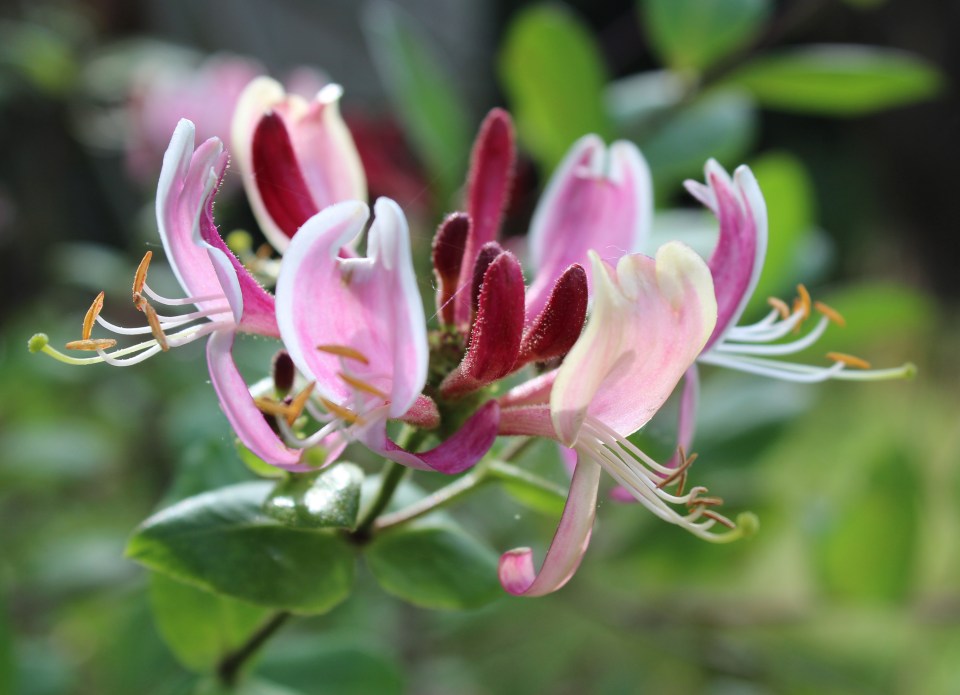 Pink and maroon Dutch honeysuckle flowers.