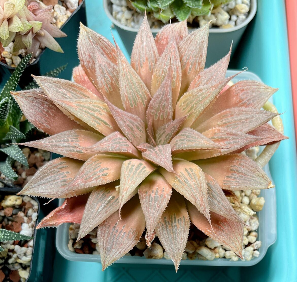 non-variegated seedling from a packet of Renny's 'Circus variegate' seeds, sown autumn 2021