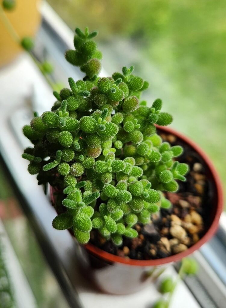 Show me your most interesting looking house plant!