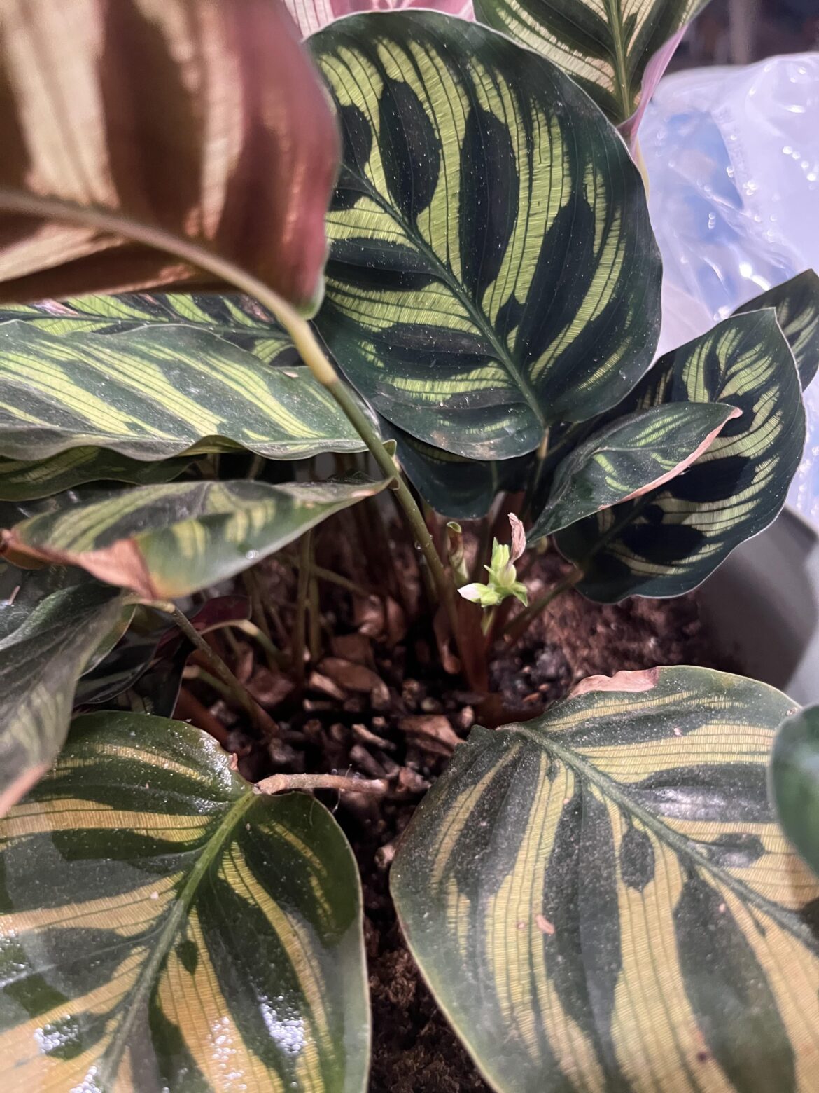 My calathea makoyana is flowering!!! My calathea makoyana is flowering!!!