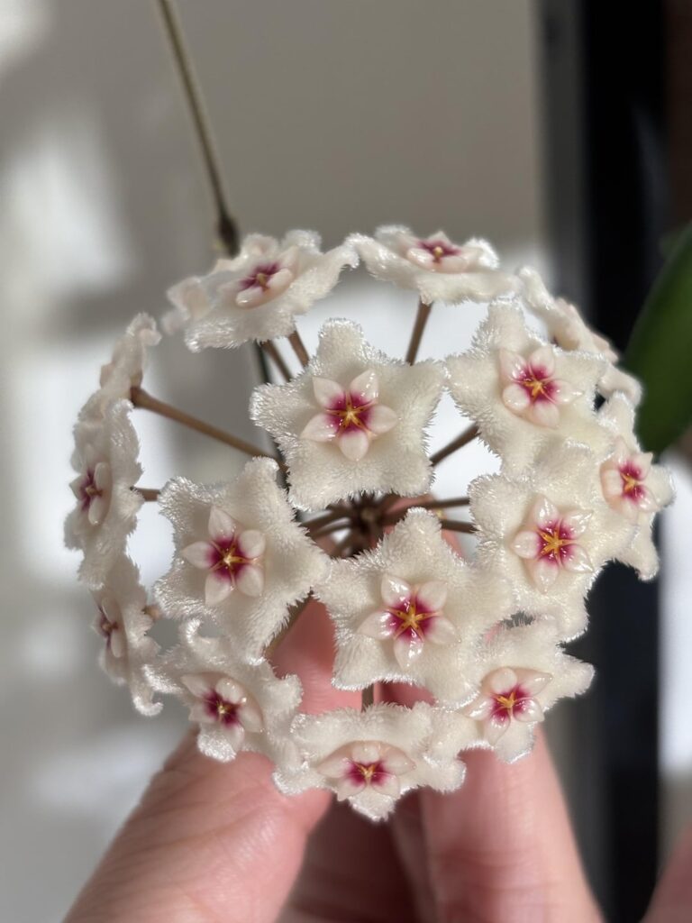 Mathilde is blooming!