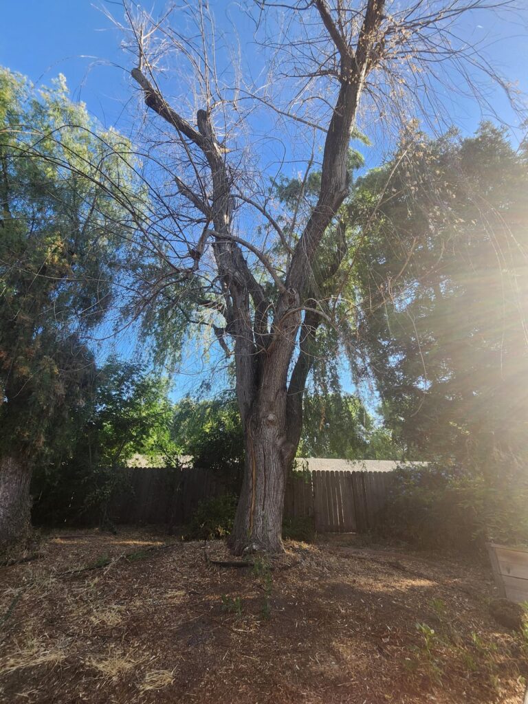 Update on my majestic Willow tree