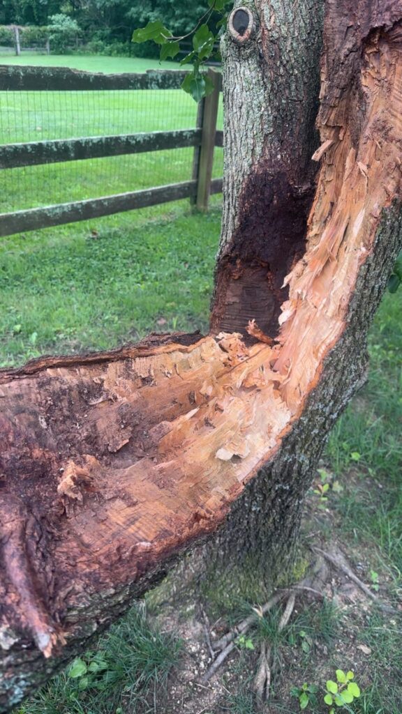 Did my tree fall because of a lightning strike?