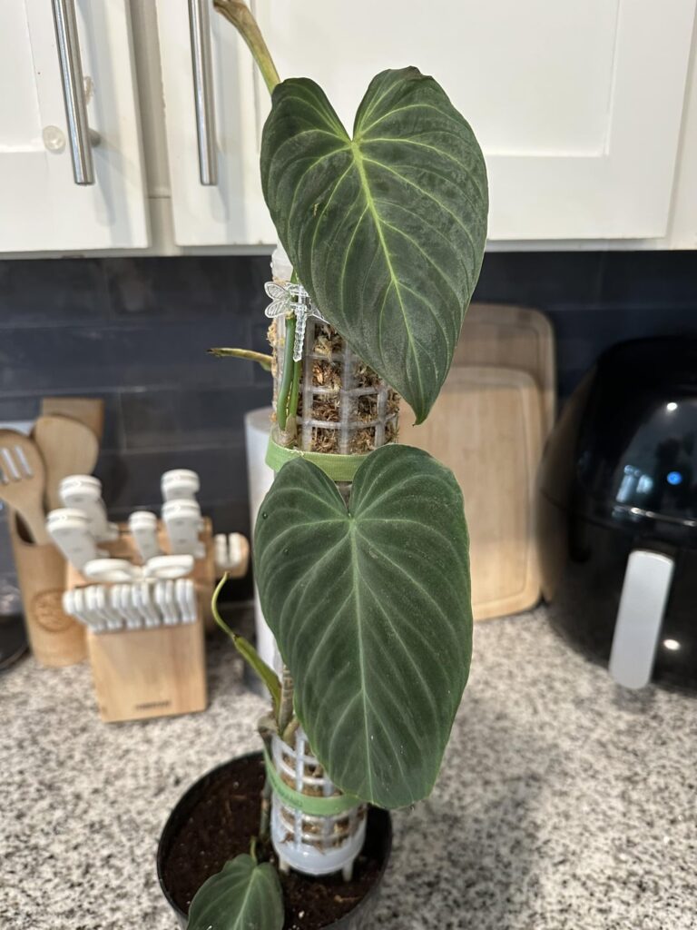Can someone help me distinguish if this plant is a Philodendron 'Splendid' or a Philodendron Melanochrysum?