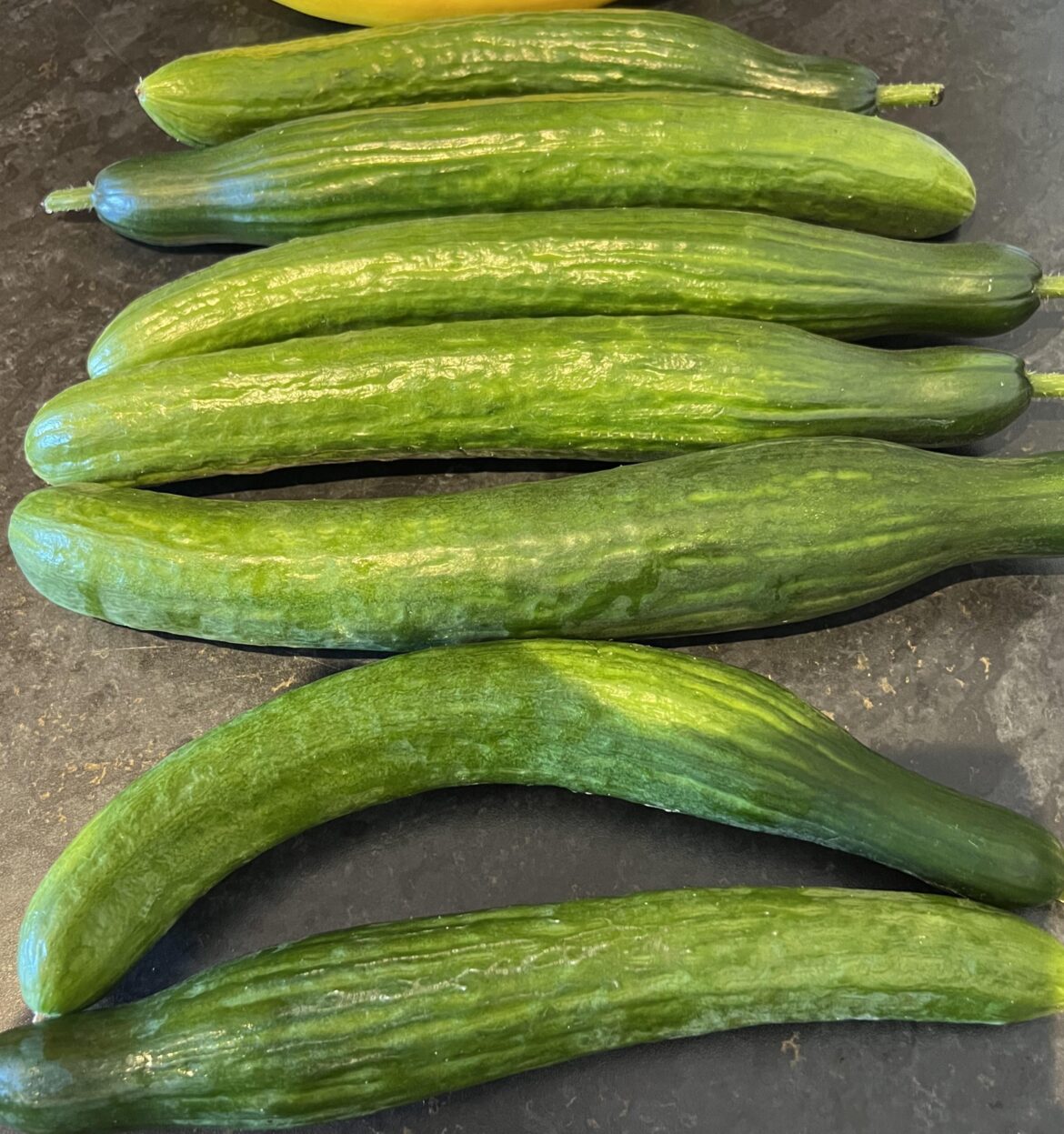 In hindsight, one cucumber plant would’ve been enough.