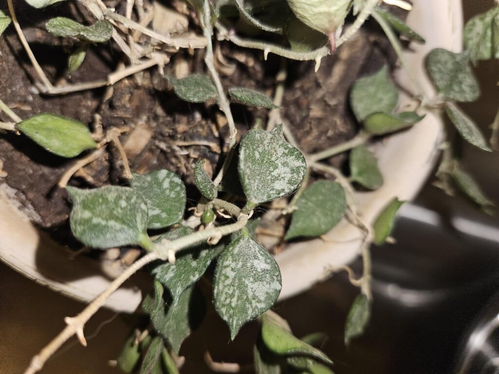 One plant infested alllll the others in my house with spider mites :’) One plant infested alllll the others in my house with spider mites :')