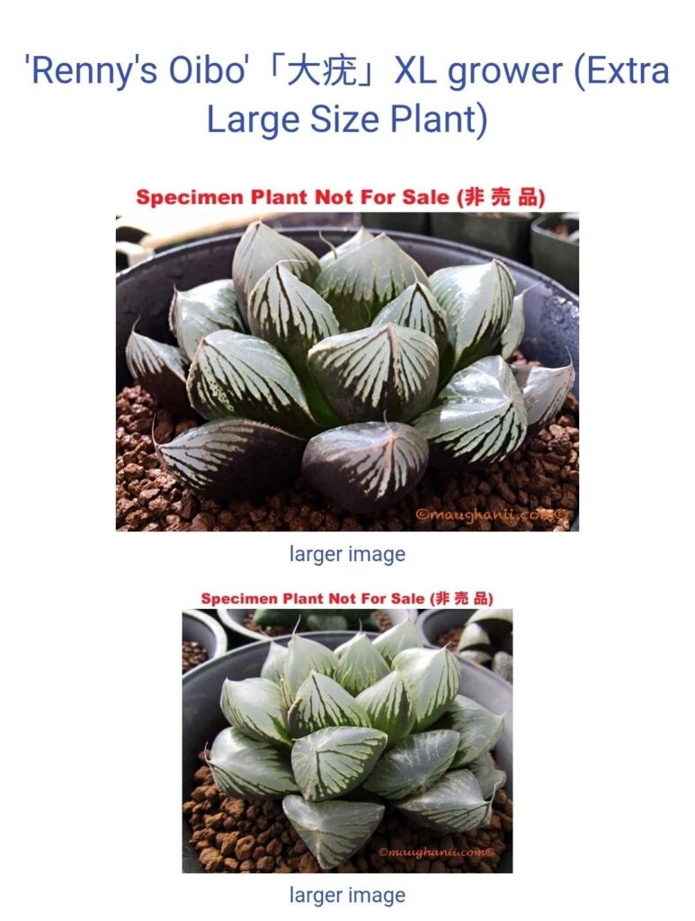 How to preserve roots when getting a new bare root plant in the mail? How to preserve roots when getting a new bare root plant in the mail?