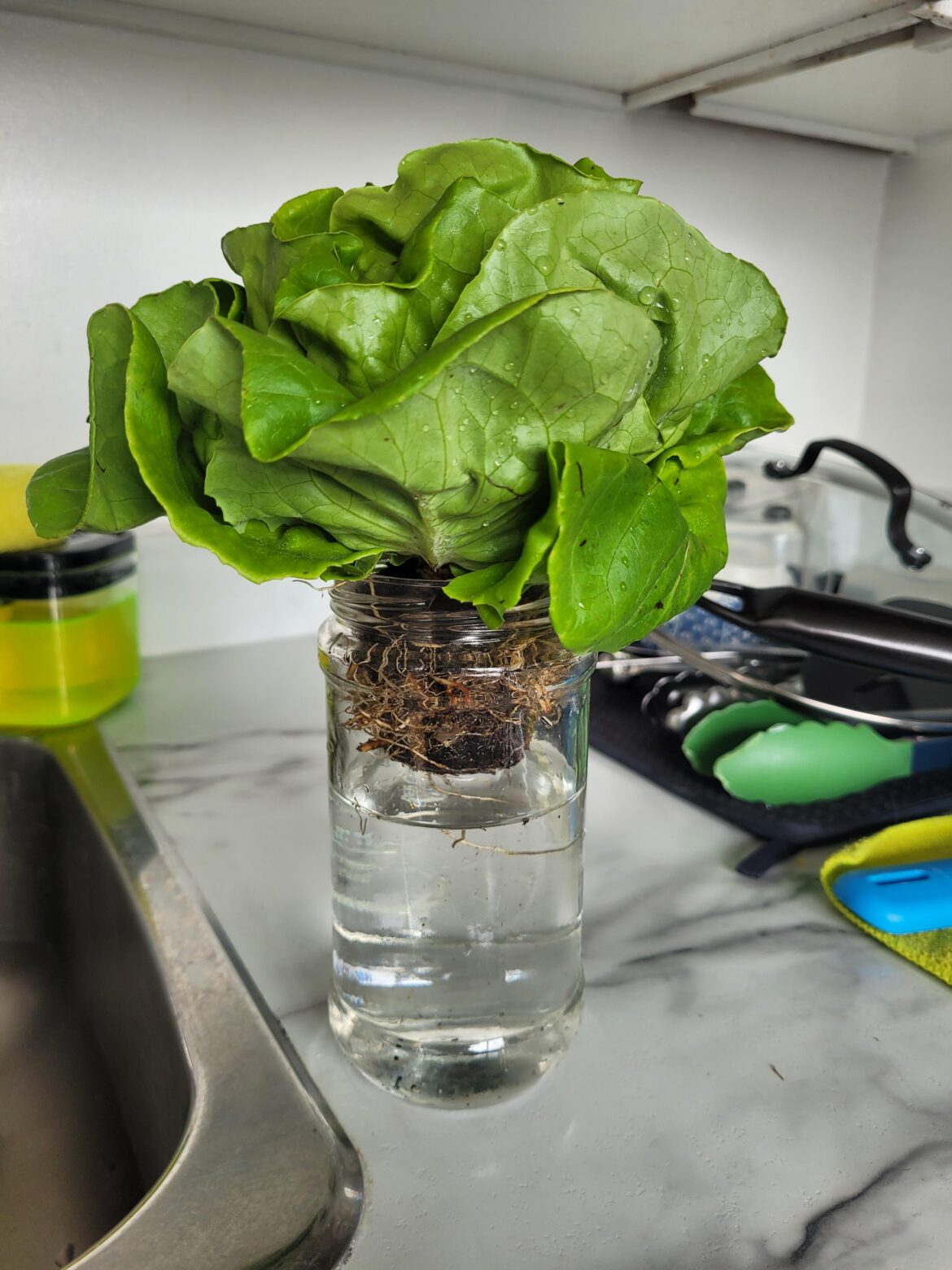 Keeping Boston lettuce alive