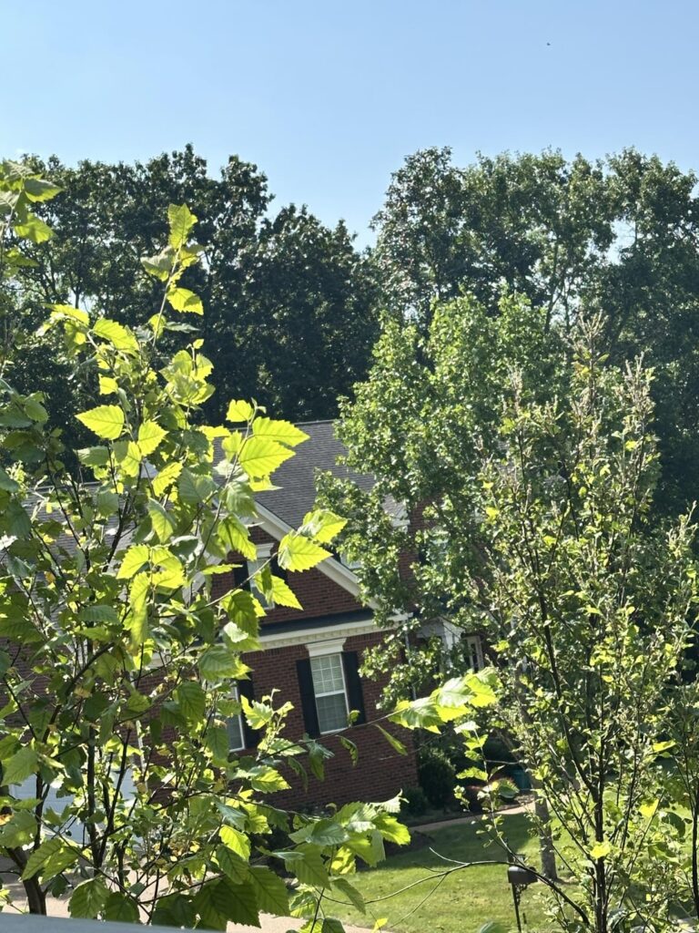 My Birch Tree is sick?