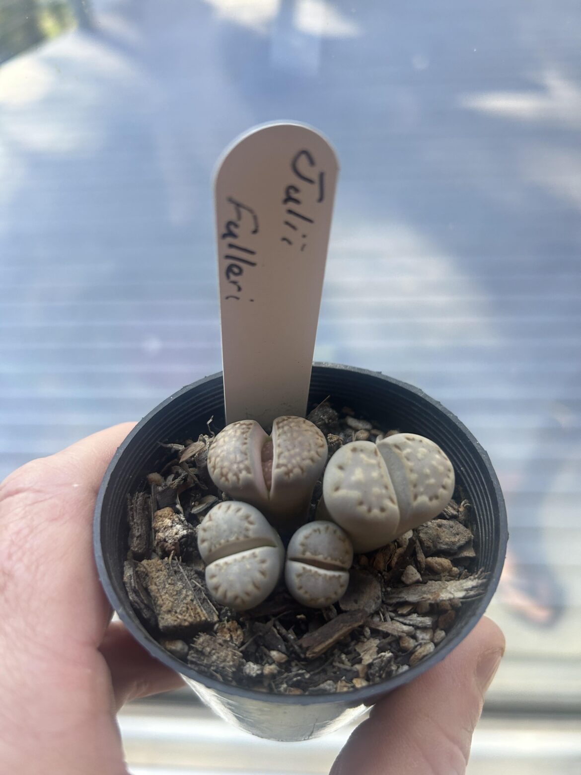 Got my first little pebble