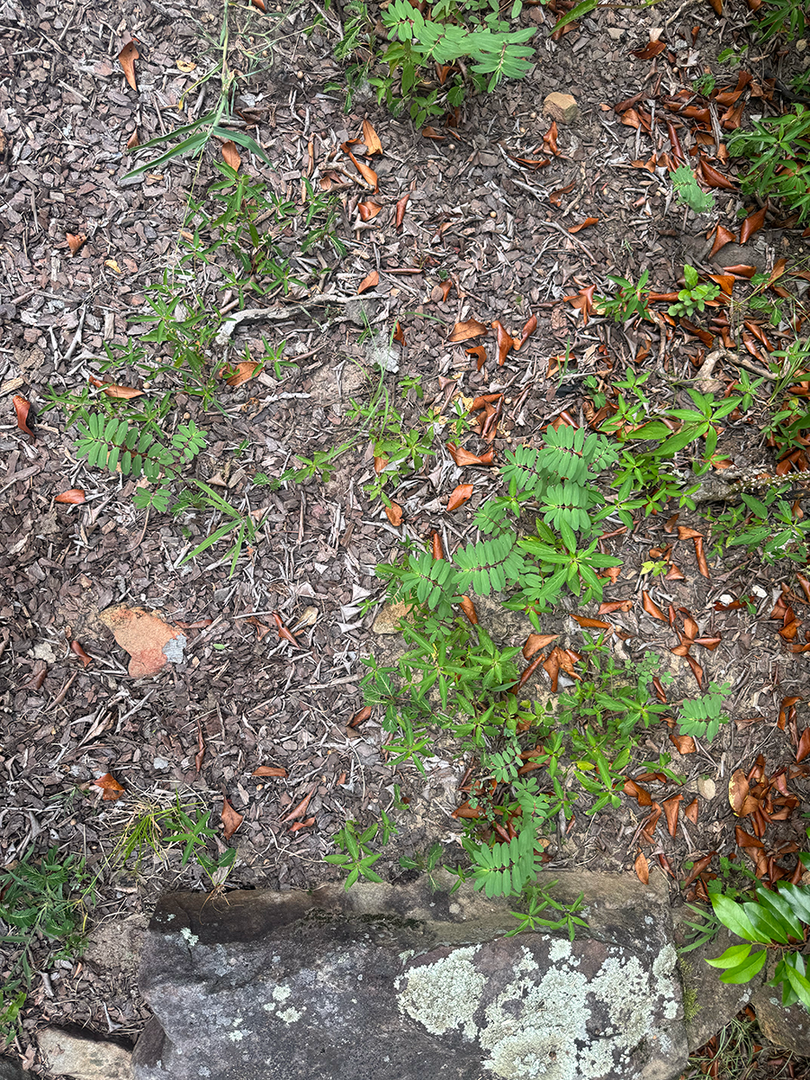 garden bed with weeds